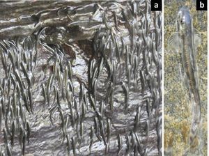 Aneh! Ribuan Ikan Kecil Ini Bisa Mendaki Air Terjun 15 Meter