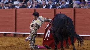 Tradisi Adu Banteng Kembali Bergulir di Sevilla