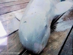 Pesut Mati di Bulungan, Pegiat Lingkungan Soroti Upaya Perlindungan Satwa