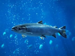 Video: Menyelamatkan Populasi Ikan dengan Tabung Seluncur
