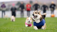 Lomba Anjing Corgi Meriah Digelar di Musselburgh