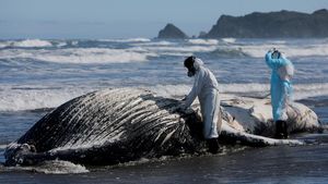 Paus Bungkuk Muda Ditemukan Mati di Pantai Cucao