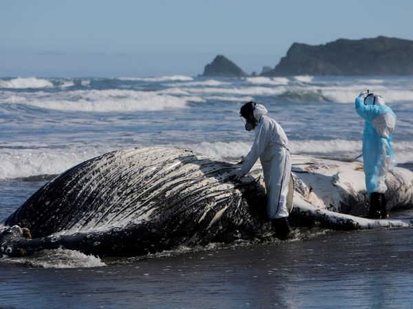 Paus Bungkuk Muda Ditemukan Mati di Pantai Cucao