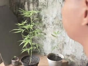 Tanam Ganja di Rumah, Pemuda Solo Dicokok Polisi
