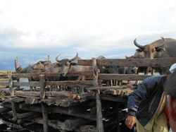 Kerbau Rawa Amuntai, Potretnya Saat Mentari Terbit dan Tenggelam Jadi Buruan