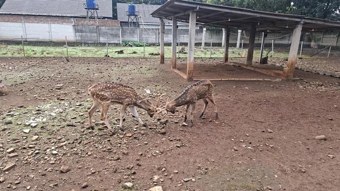 Potret Taman Rusa Bintik Putih, Wisata Gratis Favorit Warga Cijantung