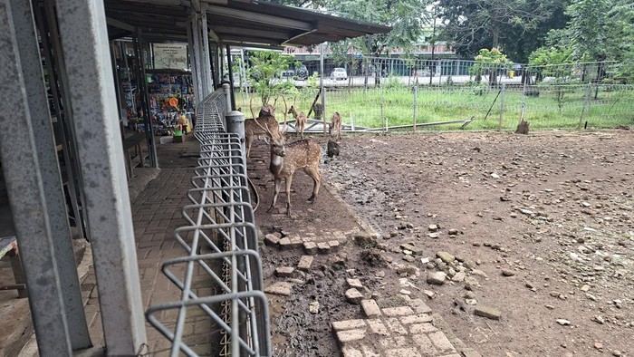 Potret Taman Rusa Bintik Putih, Wisata Gratis Favorit Warga Cijantung