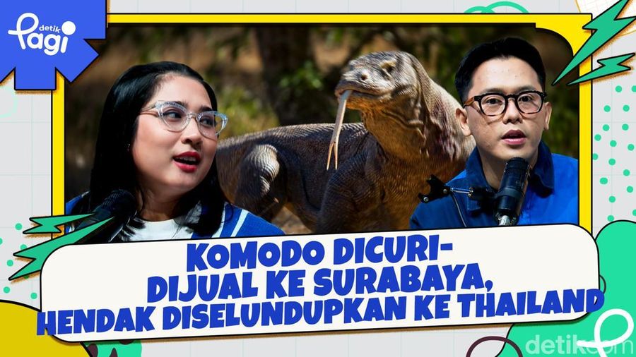 Video: Komodo Dicuri-Dijual ke Surabaya, Hendak Diselundupkan ke Thailand