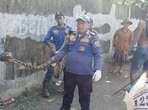 Drama Evakuasi Sanca 4 Meter di Indramayu, Muka Petugas Kena Kotoran