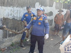 Drama Evakuasi Sanca 4 Meter di Indramayu, Muka Petugas Kena Kotoran