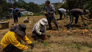 Harga Solar Naik, Petani Sayur Tertekan Biaya Distribusi