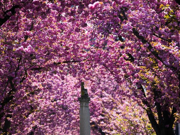 Kota Bonn Jadi Negeri Sakura, Pink di Mana-mana