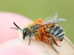 Hewan Ini Bisa Menipu dan Mencuri Telur Lebah dari Sarangya, Bagaimana Caranya?