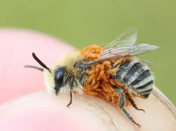 Hewan Ini Bisa Menipu dan Mencuri Telur Lebah dari Sarangya, Bagaimana Caranya?