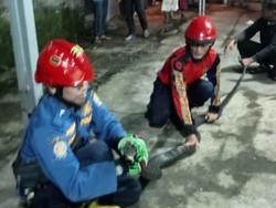 Anak-anak Bergidik Saat Raja Ular Muncul di Area Masjid Ciamis