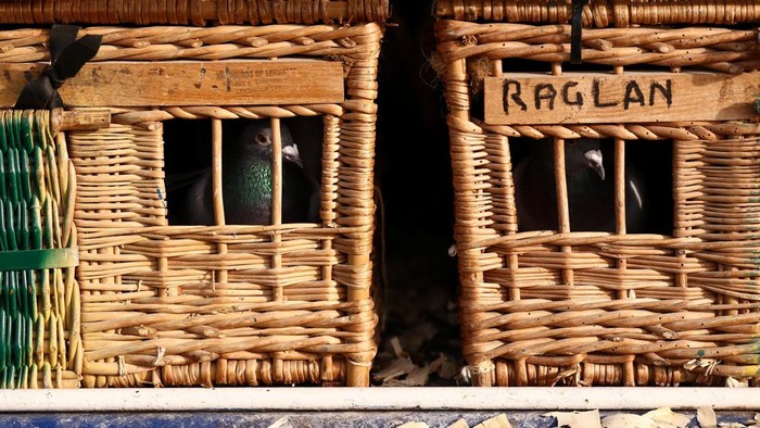 Ratusan Merpati Dilepas, Musim Balap Dimulai