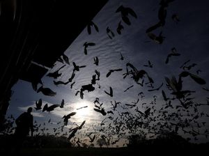 Ratusan Merpati Dilepas, Musim Balap Dimulai