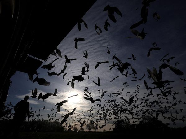 Ratusan Merpati Dilepas, Musim Balap Dimulai