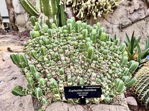 Tanaman Ini Berkali-kali Lipat Lebih Pedas dari Cabai