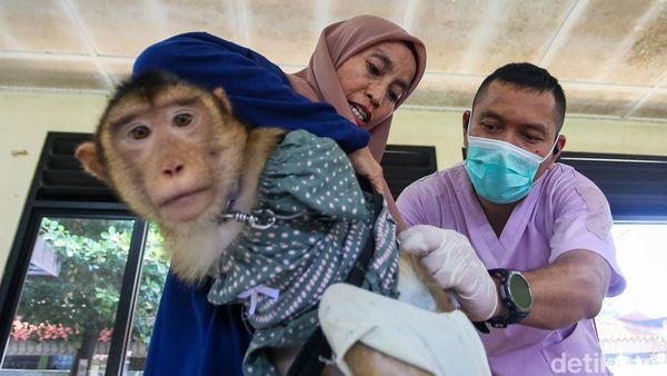 Vaksinasi Rabies Gratis Diserbu Pemilik Hewan