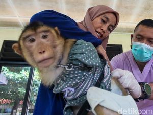 Vaksinasi Rabies Gratis Diserbu Pemilik Hewan