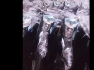 Segini Harga Motor Berlogo BGN untuk Kepala SPPG per Unitnya