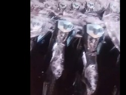 Segini Harga Motor Berlogo BGN untuk Kepala SPPG per Unitnya