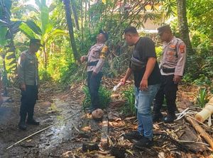 Warga Karangasem Tertimpa Buah Kelapa hingga Tak Sadarkan Diri