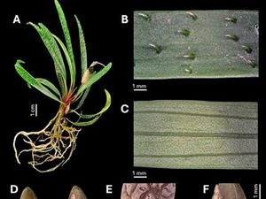 3 Spesies Baru Tanaman dari Sumatera, Ada yang Sudah 9 Tahun di Jepang