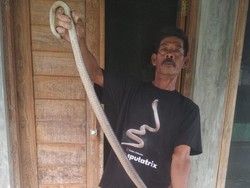 Kobra Jawa Jumbo Nangkring di Atas Lemari Warga Tirtomarto Klaten