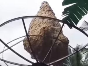 Sarang Tawon Vespa Raksasa 1,5 Meter Ditemukan di Rumah Warga Trenggalek