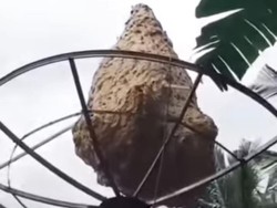 Sarang Tawon Vespa Raksasa 1,5 Meter Ditemukan di Rumah Warga Trenggalek