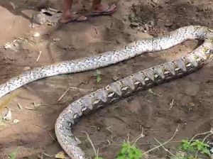 Penampakan Piton 6 Meter yang Mati Ditebas Usai Terkam Petani di Parepare