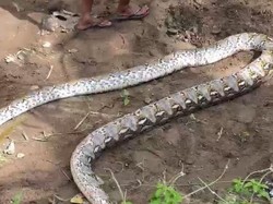 Penampakan Piton 6 Meter yang Mati Ditebas Usai Terkam Petani di Parepare