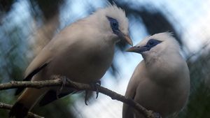 12 Curik Bali Dilepas ke Alam, Upaya Selamatkan Burung Langka
