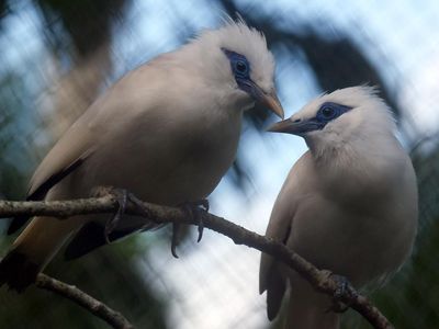 12 Curik Bali Dilepas ke Alam, Upaya Selamatkan Burung Langka