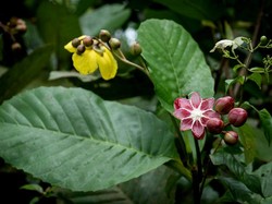 Harga Plastik Mahal, Ini 6 Daun Pembungkus Makanan yang Ramah Lingkungan