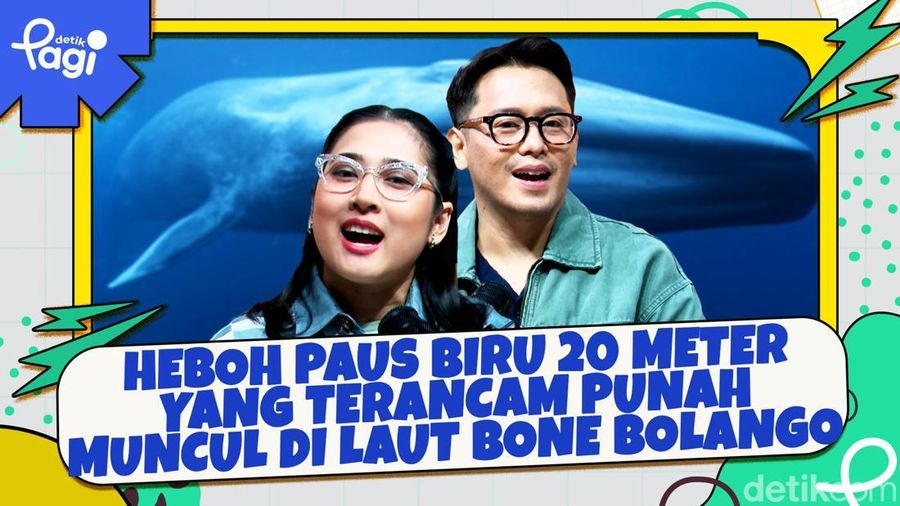 Video: Heboh Paus Biru 20 Meter yang Terancam Punah Muncul di Laut Bone Bolango