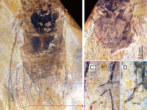 2 Siswa SD Temukan Fosil Jangkrik Raksasa Usia 300 Ribu Tahun