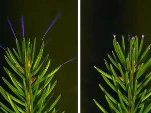 Benarkah Petir Bisa Membuat Ujung Pohon Jadi Bercahaya? Ini Faktanya