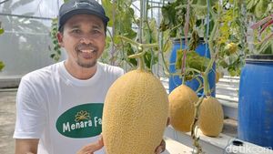 Budidaya Melon Hidroponik di Lumajang Hasilkan Cuan Puluhan Juta