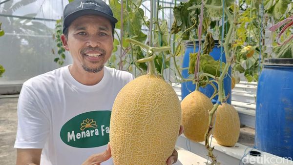 Budidaya Melon Hidroponik di Lumajang Hasilkan Cuan Puluhan Juta