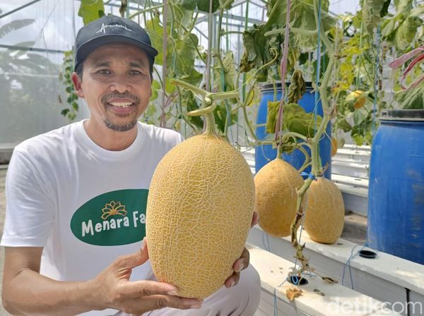 Budidaya Melon Hidroponik di Lumajang Hasilkan Cuan Puluhan Juta