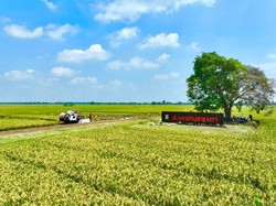 Produktivitas Padi dan Kedelai Mau Digenjot, Begini Caranya