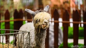 Ragam Satwa Warnai PAW Expo 2026