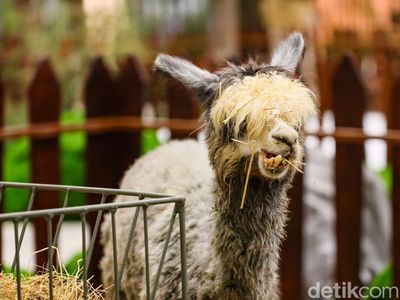 Ragam Satwa Warnai PAW Expo 2026