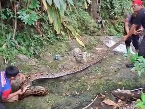 Ular Piton 5 Meter Mangsa Kambing Warga di Mamuju, Damkar Evakuasi