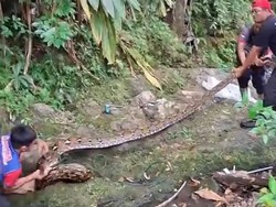 Ular Piton 5 Meter Mangsa Kambing Warga di Mamuju, Damkar Evakuasi