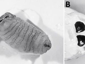 Batuk Parah Tak Sembuh, Ternyata Ada Larva Lalat Bersarang di Hidung Wanita Ini