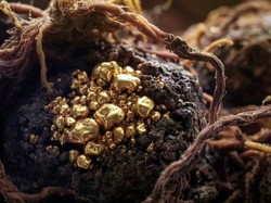 Jamur Makan Emas Ditemukan, Berpotensi Dipakai Nambang di Luar Angkasa